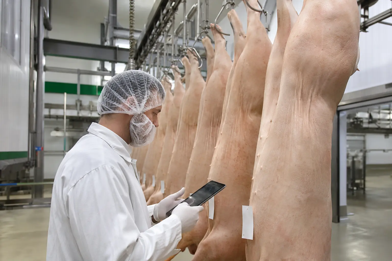 Quality technician checking pork carcass information in a processing plant